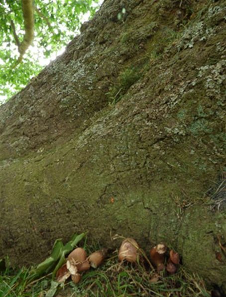  At the base of a mature red oak in Maidstone, Essex.